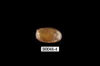 藏品(豆殼菜蛤)的圖片